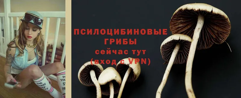 где купить   Лысково  Галлюциногенные грибы Psilocybe 